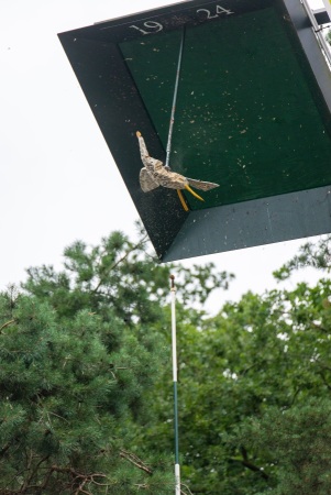 Schuttersfeest St Märten, Losser 2025